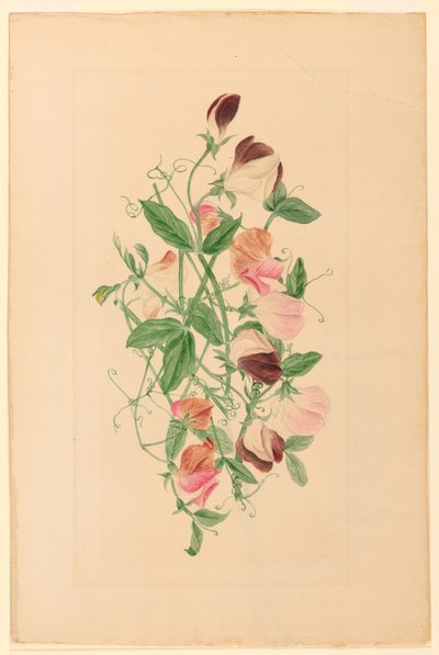 Tegning, søde ærter, 1875 af Henrietta Benson Homer