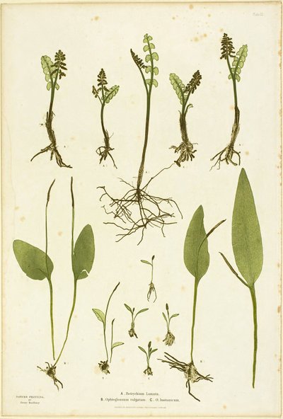Naturbillede af bregnerne Moonwort og Adder