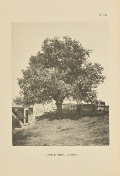 Brændenældetræet, Lowell af Henry Brooks