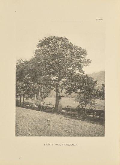 Society Oak, Charlemont af Henry Brooks