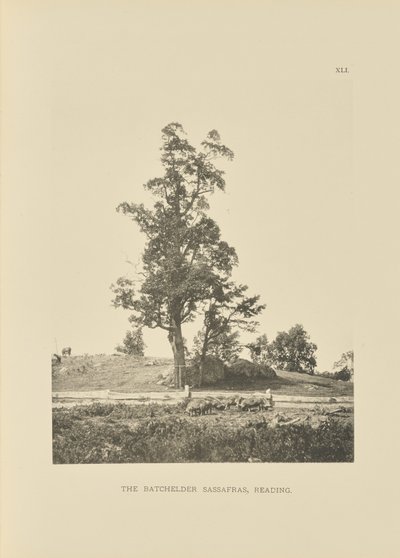 The Batchelder Sassafras, Reading af Henry Brooks