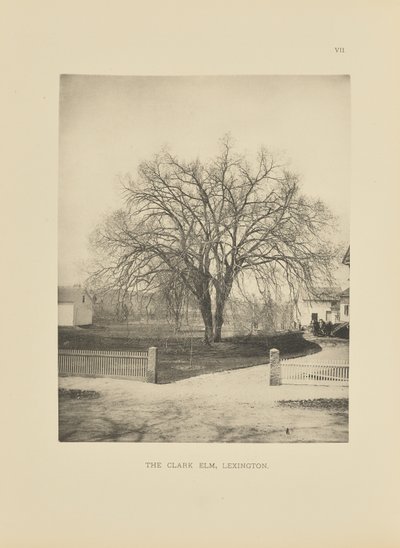 The Clark Elm, Lexington af Henry Brooks