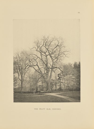 The Pratt Elm, Concord af Henry Brooks