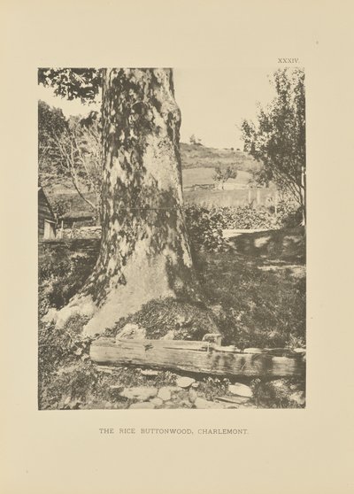 The Rice Buttonwood, Charlemont af Henry Brooks