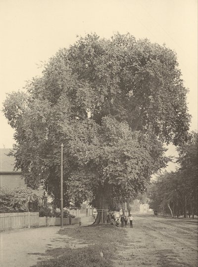 The Whittemore Elm, Arlington af Henry Brooks