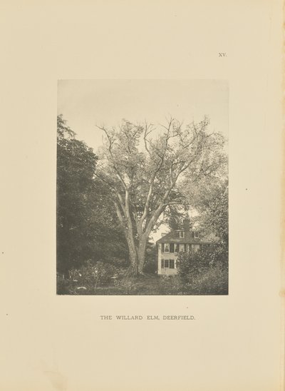 The Willard Elm, Deerfield af Henry Brooks