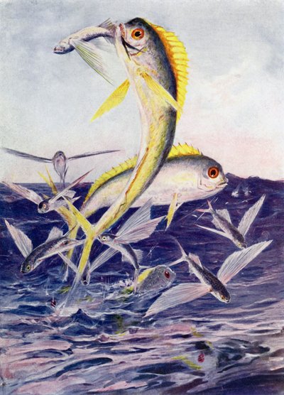 Flyvefisk angrebet af Henry Charles Seppings Wright