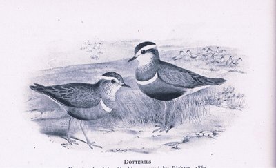 Dotterells, Nature in Britain udgivet af Collins, 1946 af Henry Constantine Richter