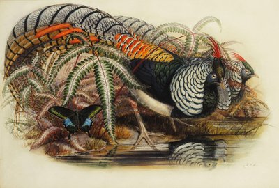 Lady Amhersts fasan, af Henry Constantine Richter