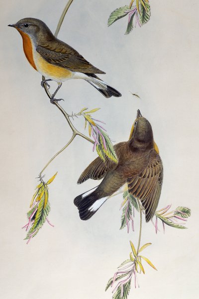 Rødbrynet fluesnapper (Ficedula parva), fra Birds of Great Britain af Henry Constantine Richter