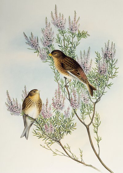 Twite (Carduelis flavirostris), fra Birds of Great Britain af Henry Constantine Richter