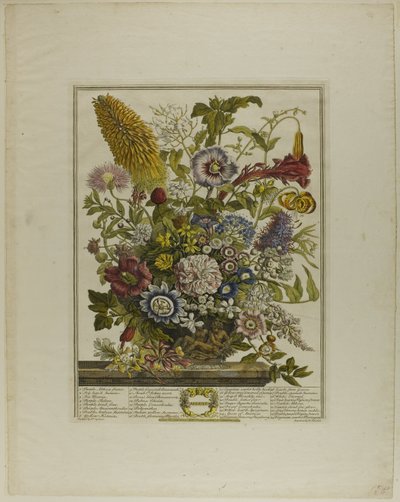 august, fra Tolv måneder med blomster af Henry Fletcher
