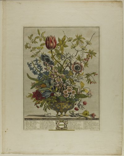 februar, fra Tolv måneder med blomster af Henry Fletcher