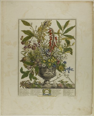 januar, fra Tolv måneder med blomster af Henry Fletcher
