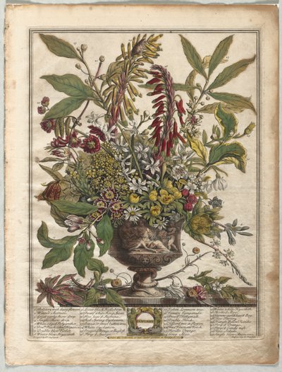Tolv måneders blomster: januar af Henry Fletcher