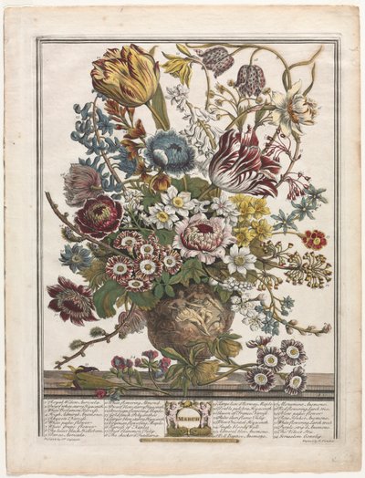 Tolv måneders blomster: marts 1730. af Henry Fletcher