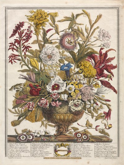 Tolv måneders blomster: september 1730. af Henry Fletcher