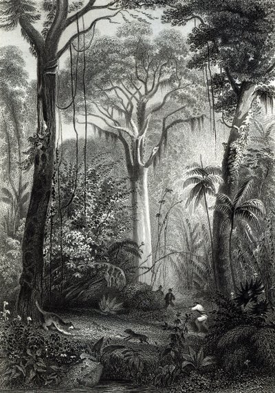 Scene i en brasiliansk skov indgraveret af J.Bishop af Henry George Hine
