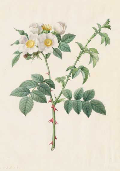 Brier Bush Rose eller Hunderose (Rosa Leucantha) af Henry Joseph Redouté