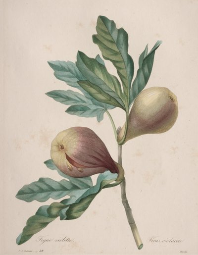 Valg af de smukkeste blomster...smukkeste frugter: Violet Fig af Henry Joseph Redouté