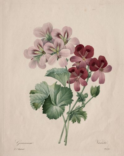 Geranium af Henry Joseph Redouté
