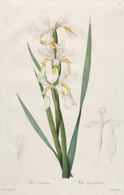 Guldbåndet iris af Henry Joseph Redouté