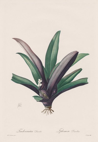 Les Liliacées: Tradescantia misfarvet af Henry Joseph Redouté