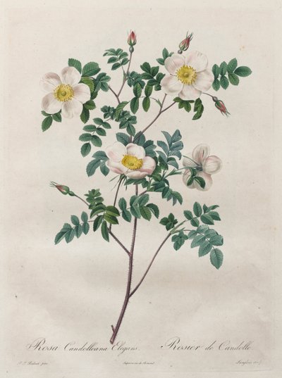 Les Roses: Rosa Candolleana Elegans af Henry Joseph Redouté