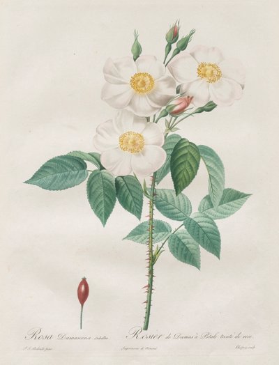 Roserne: Rosa Damascena, subalba af Henry Joseph Redouté