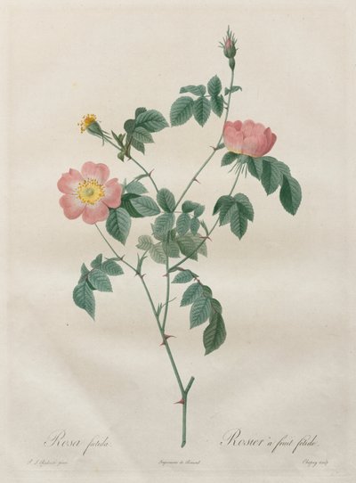 Roserne: Rosa indica af Henry Joseph Redouté