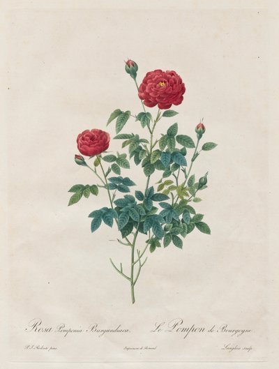 Pompom Pink af Henry Joseph Redouté
