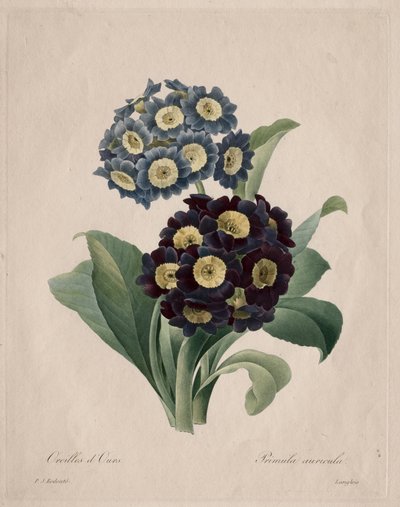 Primula auricula af Henry Joseph Redouté