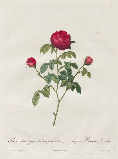 Provence eller fransk rose af Henry Joseph Redouté