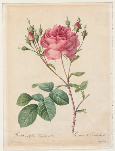 Rosa Centifolia Anglica Rubra af Henry Joseph Redouté