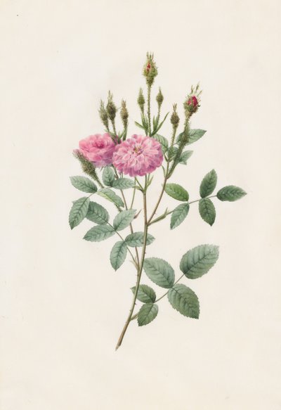 Rosa Pomponiana Muscosa af Henry Joseph Redouté