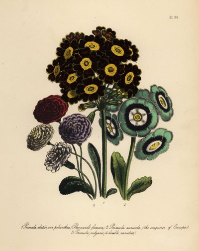 Burnards Formosa, Primula Elatior Polyanthus, Europas erobrer Auricula, Primula Auricula og Almindelig Primrose (chromolito) af Henry Noel Humphreys