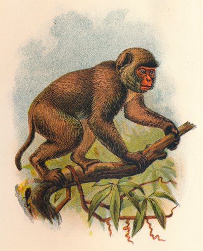 St. Johns Macaque, 1897 af Henry Ogg Forbes