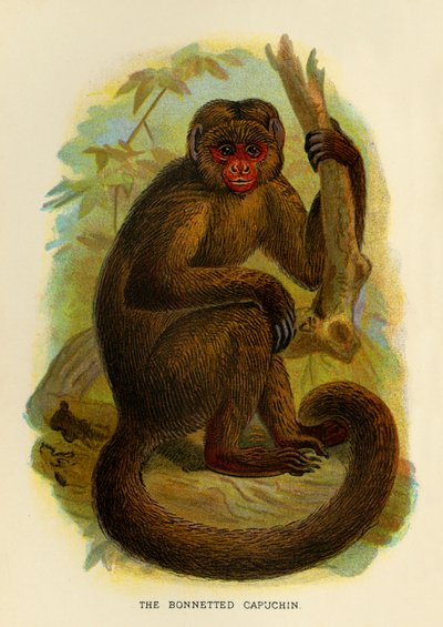 The Bonneted Capuchin, 1896 af Henry Ogg Forbes
