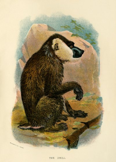 Boren, 1896 af Henry Ogg Forbes