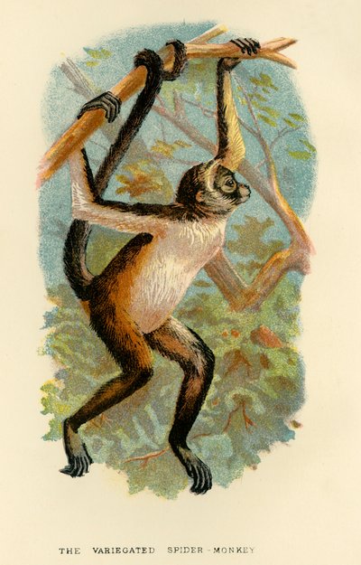Den brogede edderkoppeabe, 1896 af Henry Ogg Forbes