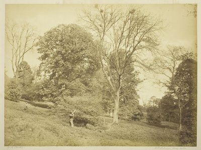 Rook Shooting af Henry Peach Robinson