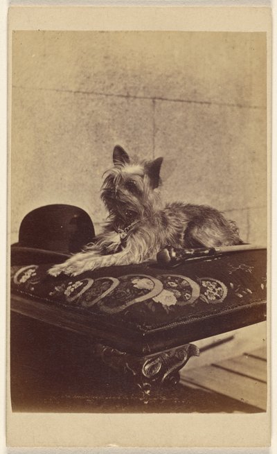 [Hund ligger på en skammel ved siden af en derbyhat og en spadserestok]. af Henry Pointer