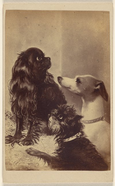Floss, Daisy  Fairy; Barroness [sic] McCliffords hunde. Malet af fru Pointer. af Henry Pointer