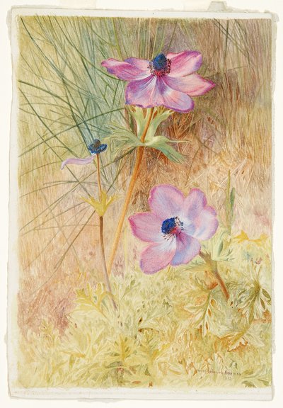 Florentinske vilde anemoner af Henry Roderick Newman
