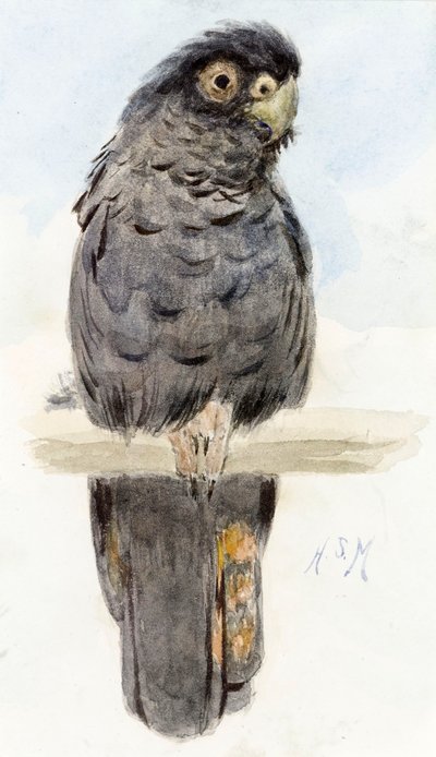En sort kakadue, ca. 1890 af Henry Stacey Marks
