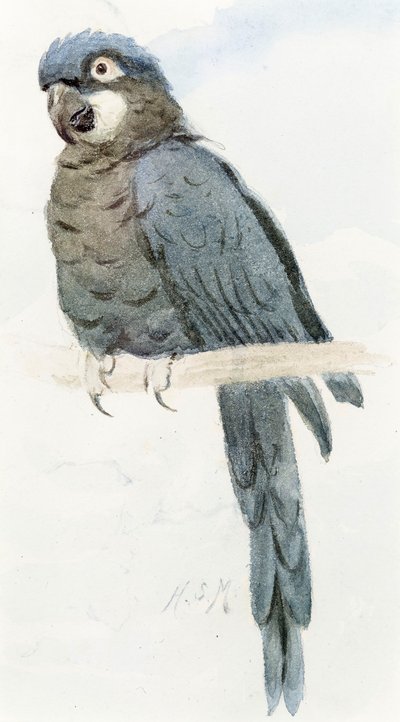 Hyacint ara, ca.1890 af Henry Stacey Marks