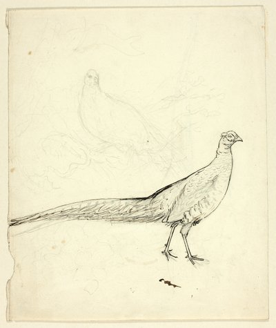 To skitser af fasaner (recto); skitse af fasaner og kvindelig nøgen (verso) af Henry Stacy Marks
