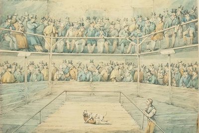 Hundekamp i Westminster Pitt af Henry Thomas Alken