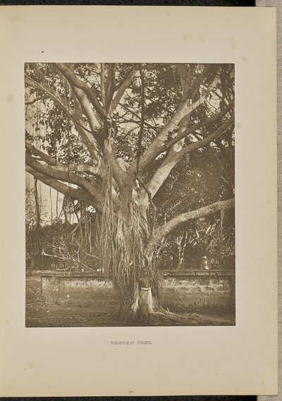 Banyan-træ med unge aërial-stængler af Henry W. Cave