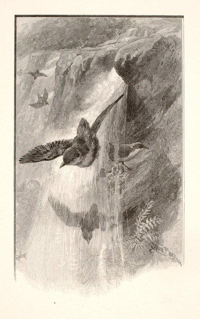 Fuglen, der lever i vandfald af Henry Wolf